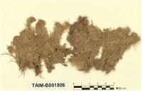 藏品(泥炭苔屬)的圖片